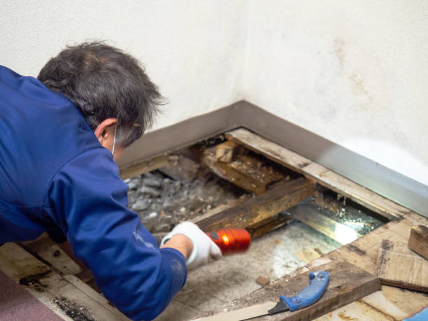 Best Post-Flood Mold Remediation in New Glarus, WI