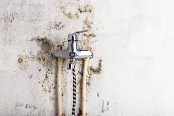 Best Insurance-Related Mold Remediation in New Glarus, WI