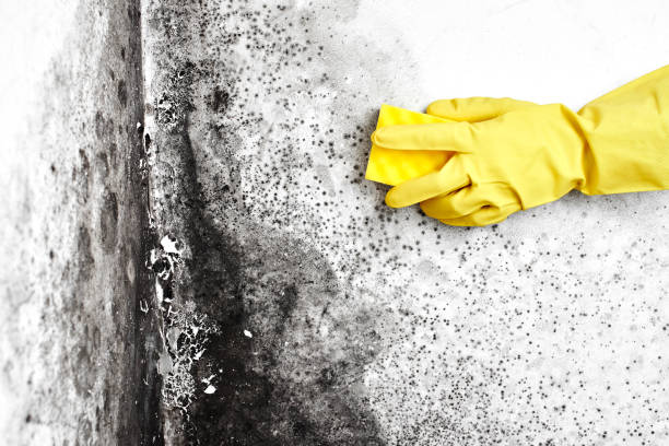 Professional Mold Remediation in New Glarus, WI