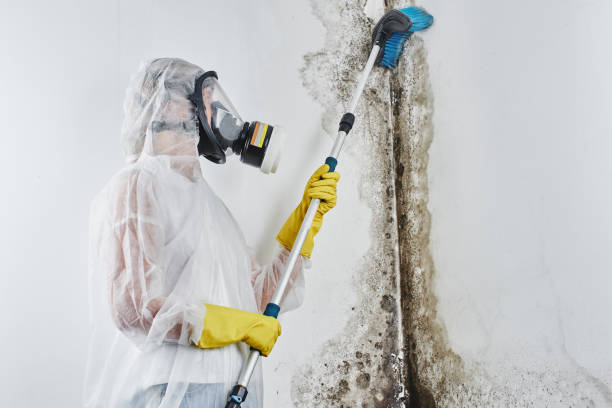 Best Mold Remediation for Specific Building Types in New Glarus, WI