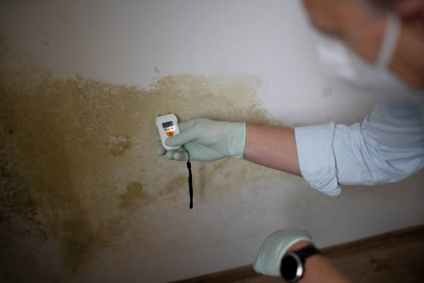 Best Localized Mold Remediation (e.g., coastal areas, humid climates) in New Glarus, WI