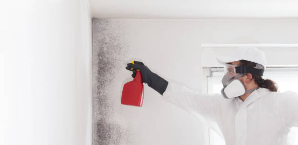 Best Post-Flood Mold Remediation in New Glarus, WI