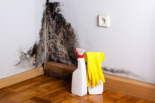 Best Health and Safety Mold Remediation in New Glarus, WI