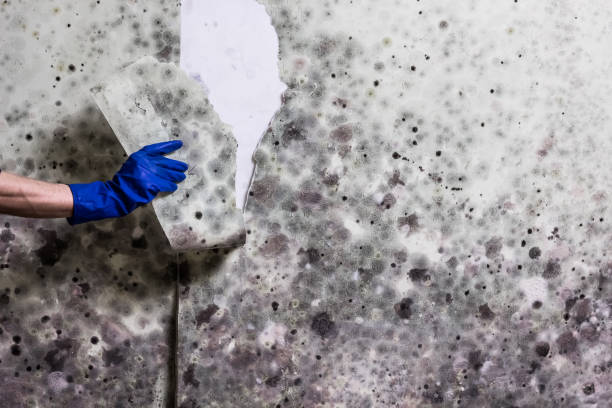 Best Bathroom Mold Remediation in New Glarus, WI