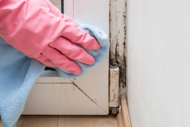 Best Kitchen Mold Remediation in New Glarus, WI