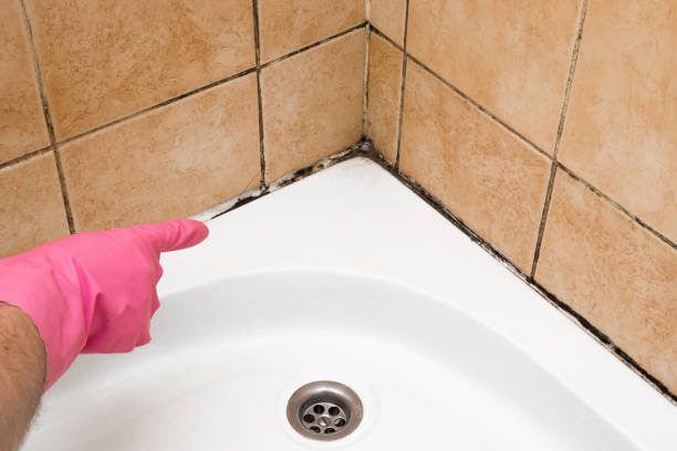 Best White Mold Remediation in New Glarus, WI